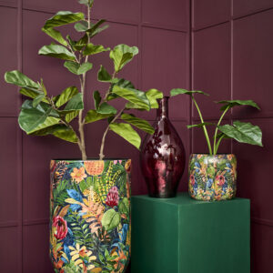 Alternative view of Ficus plante i potte