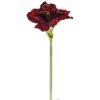 Amaryllis Bordeaux