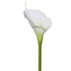 Calla