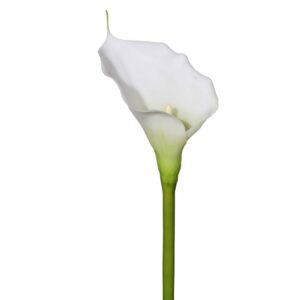 Calla