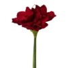 Amaryllis rød