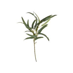Eukalyptus stilk