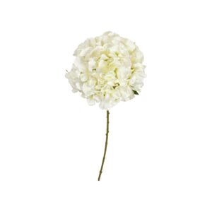 Hortensia stilk