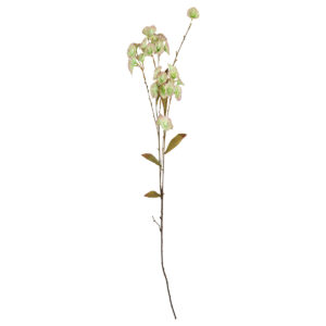 Scabiosa stilk