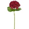 Hortensia bordeaux