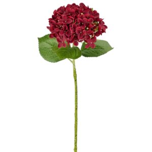 Hortensia bordeaux