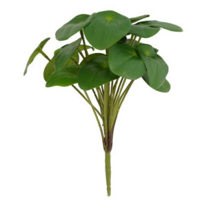 Pilea