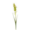 Polianthes