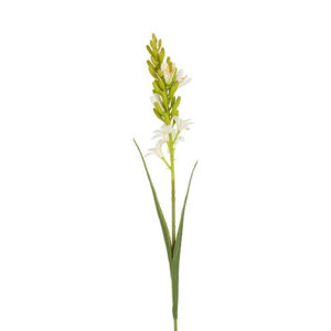 Polianthes