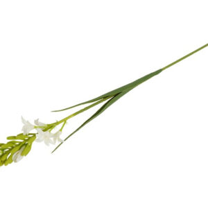 Alternative view of Polianthes