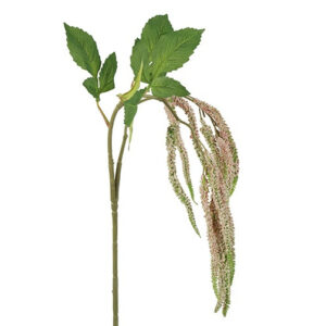 Amaranthus lys rosa
