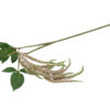 Amaranthus lys rosa - Billede 2