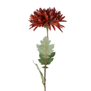 Chrysanthemum brun