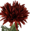 Chrysanthemum brun - Billede 2