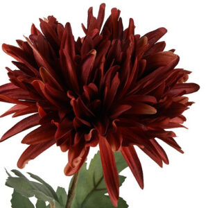 Alternative view of Chrysanthemum brun