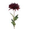 Chrysanthemum