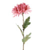 Chrysanthemum rosa