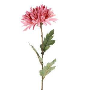 Chrysanthemum rosa