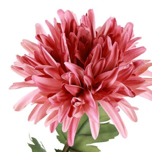 Alternative view of Chrysanthemum rosa