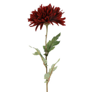 Chrysanthemum bordeaux