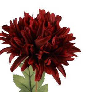 Alternative view of Chrysanthemum bordeaux