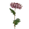 Chrysanthemum lilla