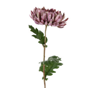 Chrysanthemum lilla