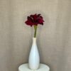 Amaryllis Bordeaux - Billede 2