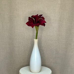 Alternative view of Amaryllis Bordeaux