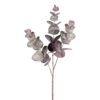 Eucalyptus aubergine