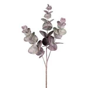 Eucalyptus aubergine