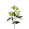 Julerose, Grøn