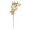 Asters stilk