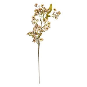 Asters stilk