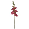 Gladiolus stilk