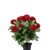 Chrysanthemum