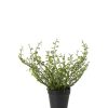 Muehlenbeckia