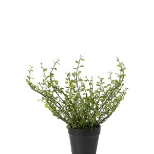 Muehlenbeckia