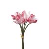 Cymbidium