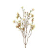 Helleborus bundt m/ 2 stk