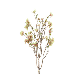 Helleborus bundt m/ 2 stk