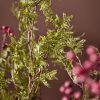 Silkeblomst Plumosus - Bundt á 2 stk - Billede 2