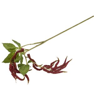 Silkeblomst Raklegren