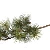 Silkeblomst, Pine