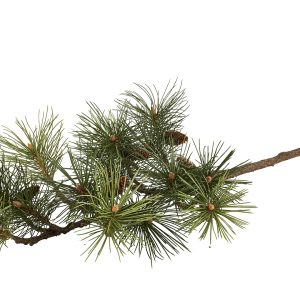 Silkeblomst, Pine