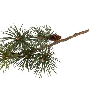 Silkeblomst, Pine