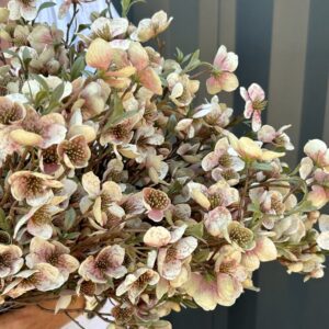 Alternative view of Helleborus bundt m/ 2 stk