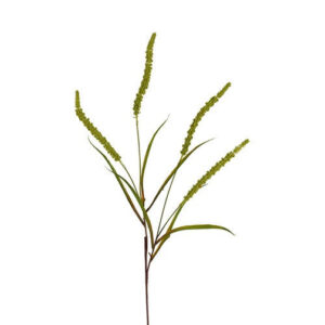 Græs, Grøn